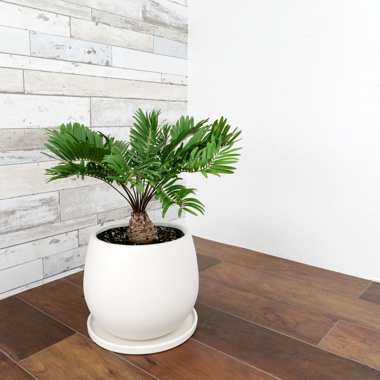 ザミア・フロリダーナ 陶器鉢植え・Mサイズ(マットシリーズ/ムーン)