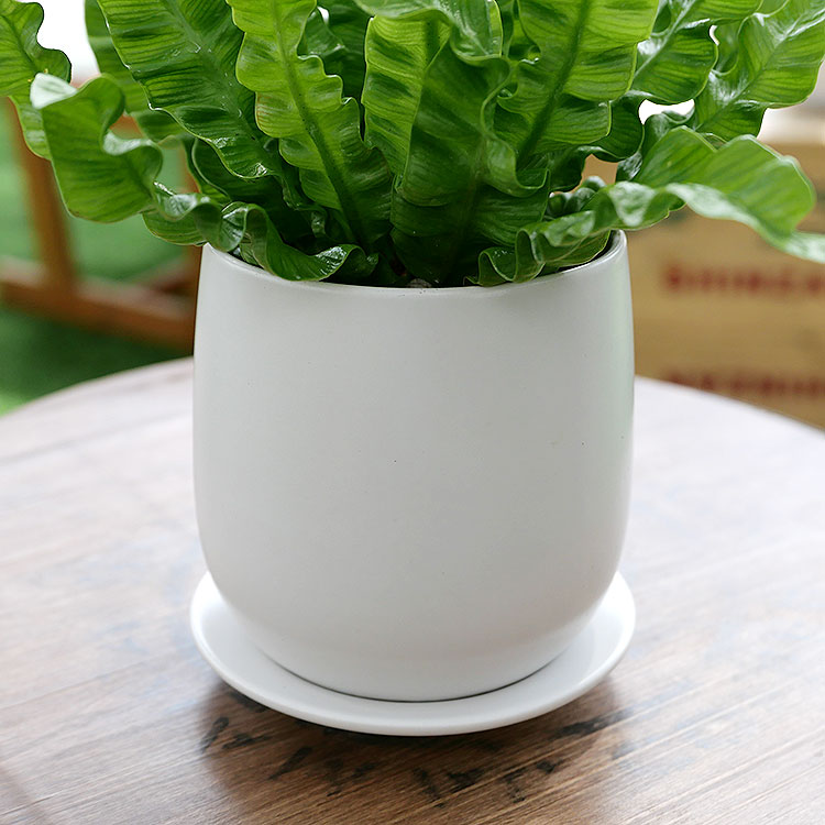 アスプレニウム・エメラルドウェーブ 陶器鉢植え・Sサイズ(マットシリーズ/ボール)