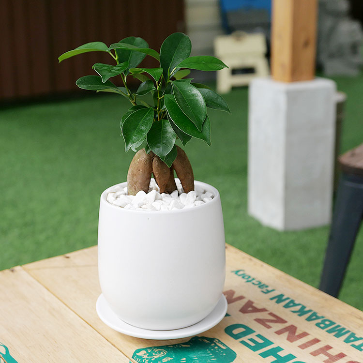 人参ガジュマル 陶器鉢植え Sサイズ マットシリーズ ボール 観葉植物と植木鉢の専門店cocolate