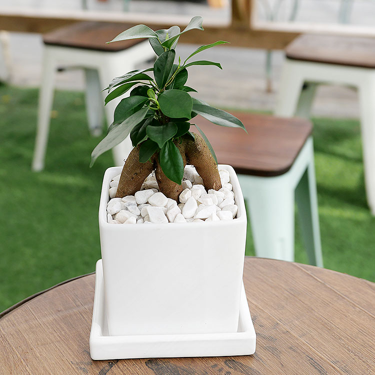 人参ガジュマル 陶器鉢植え・Sサイズ(マットシリーズ/キューブ)