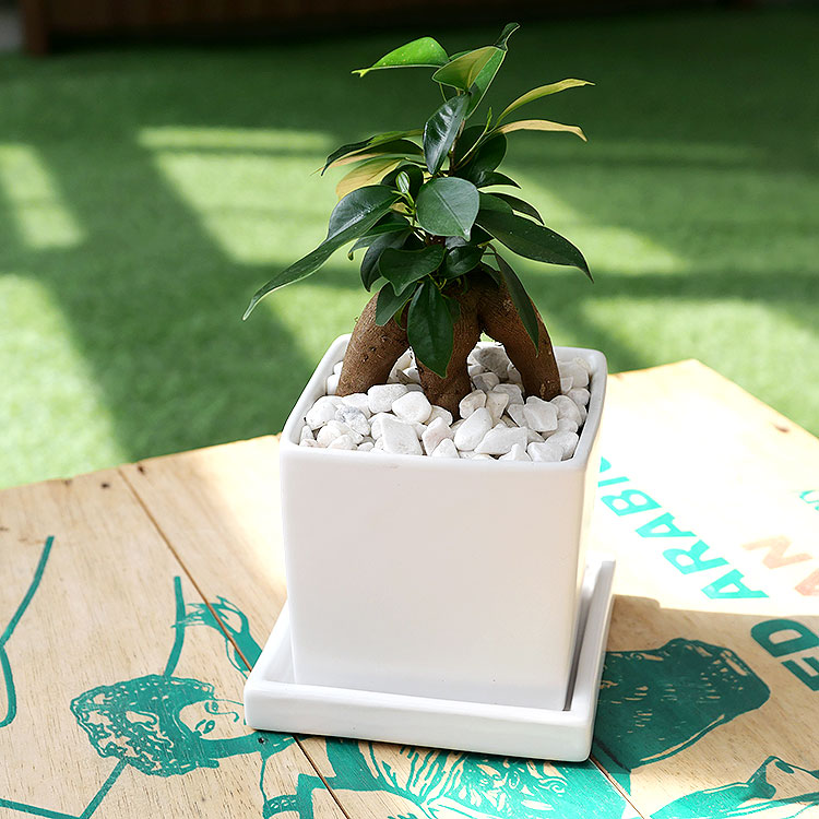 人参ガジュマル 陶器鉢植え・Sサイズ(マットシリーズ/キューブ)