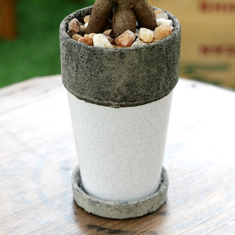 人参ガジュマル 陶器鉢植え・Sサイズ(ポプラント/トール)