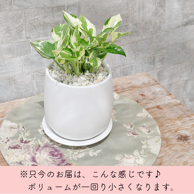 ポトス エンジョイ 陶器鉢植え Sサイズ マットシリーズ ボール 観葉植物と植木鉢の専門店cocolate