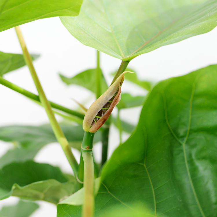 フィカス ウンベラータ 陶器鉢植え Mサイズ 観葉植物と植木鉢の専門店cocolate