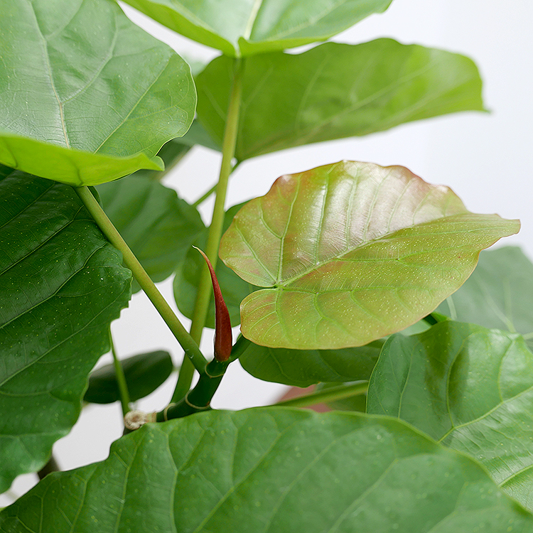 フィカス ウンベラータ 陶器鉢植え Mサイズ ポプラント トール 観葉植物と植木鉢の専門店cocolate