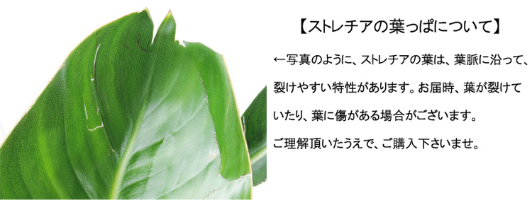 ストレチア・レギネ 葉の注意事項