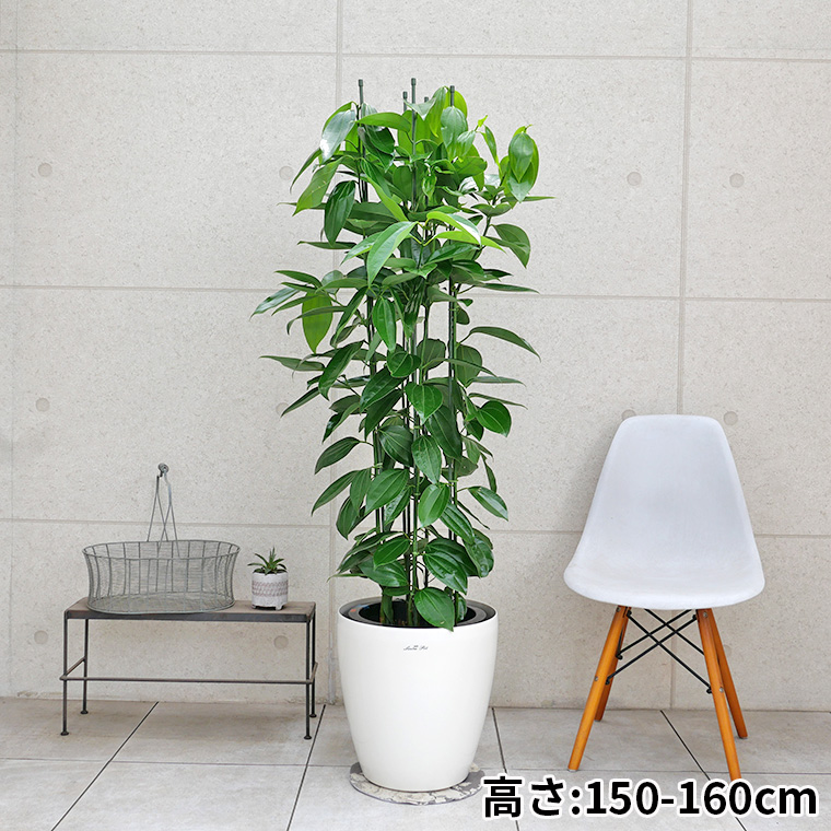 シナモン 10号鉢