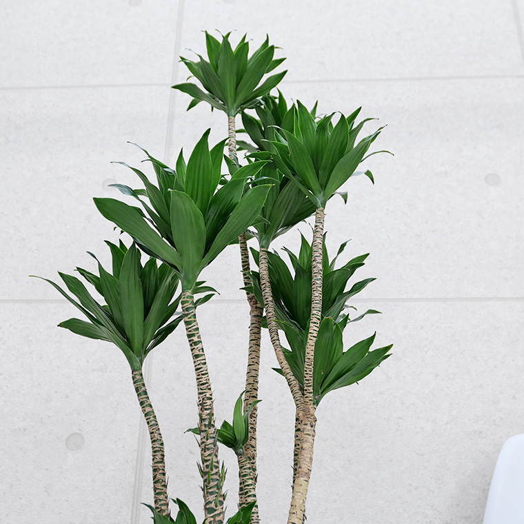 ドラセナ コンパクタ 10号鉢 観葉植物と植木鉢の専門店cocolate