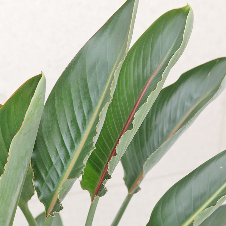 ストレチア　葉の写真