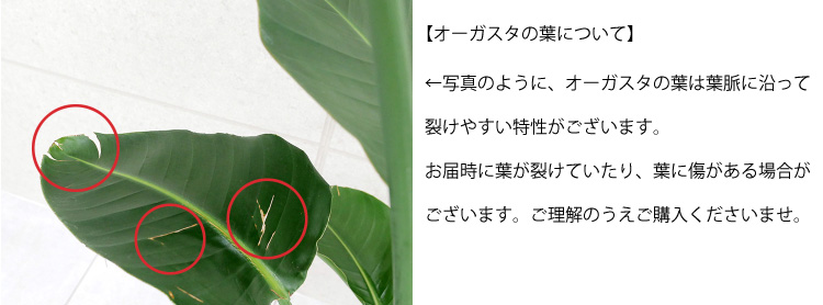 【ご確認ください】オーガスタの葉について