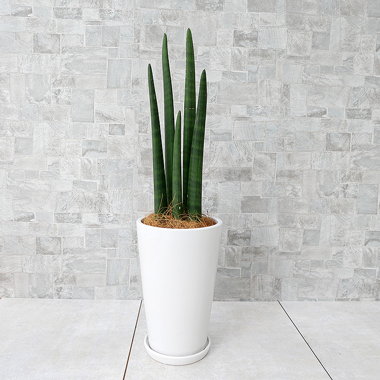 サンスベリア・スタッキー 陶器鉢植え・Mサイズ(ラウンド)