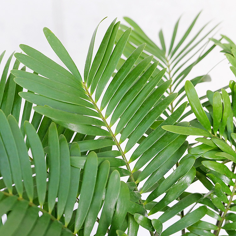 ザミア フロリダーナ 陶器鉢植え プチトール 観葉植物と植木鉢の専門店cocolate ザミア フロリダーナ 陶器鉢植え プチトール 観葉植物と植木鉢の専門店cocolate