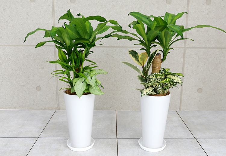 ドラセナマッサン(幸福の木)の寄せ植え 陶器鉢植え・Sサイズ