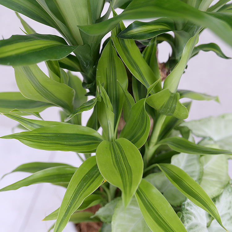 ドラセナマッサン(幸福の木)の寄せ植え 拡大写真