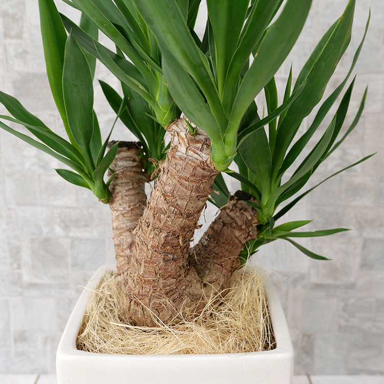 ユッカ ブランチ仕立て 陶器鉢植え・Mサイズ(マットシリーズ/マーブル)