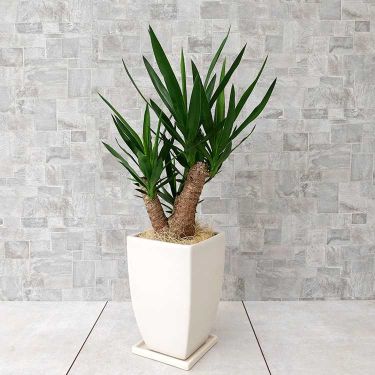 ユッカ ブランチ仕立て 陶器鉢植え・Mサイズ(マットシリーズ/マーブル)