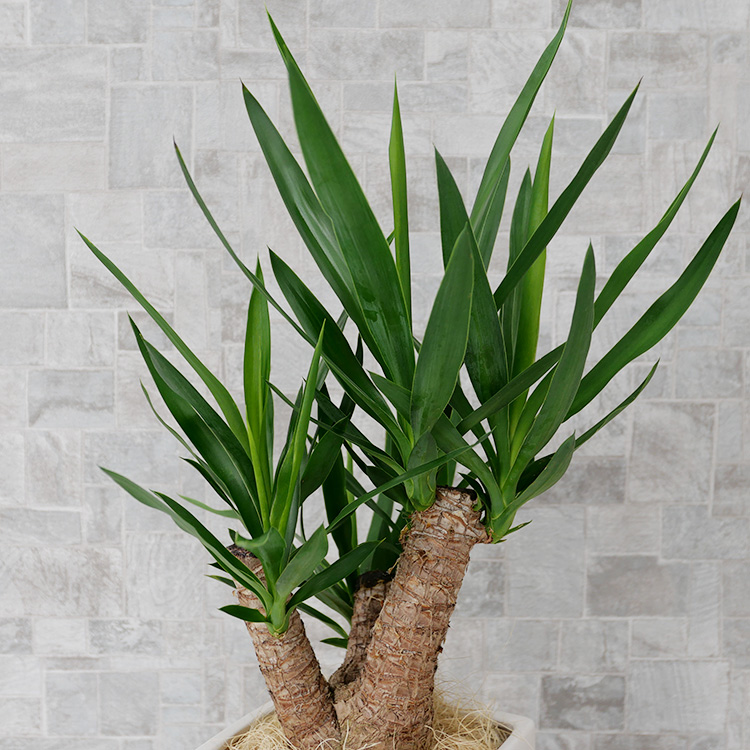 ユッカ ブランチ仕立て 陶器鉢植え・Mサイズ(マットシリーズ/マーブル)