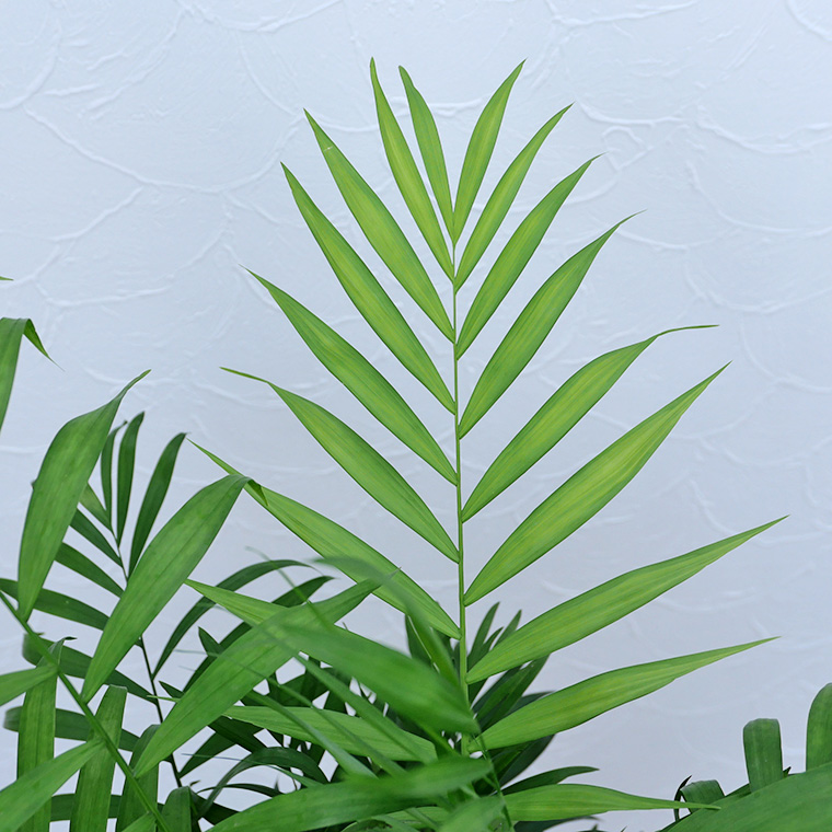 テーブルヤシ 7号鉢 観葉植物と植木鉢の専門店cocolate テーブルヤシ 7号鉢 観葉植物と植木鉢の専門店cocolate