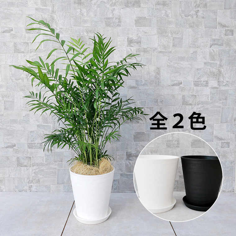 テーブルヤシ 7号セラート鉢 観葉植物と植木鉢の専門店cocolate