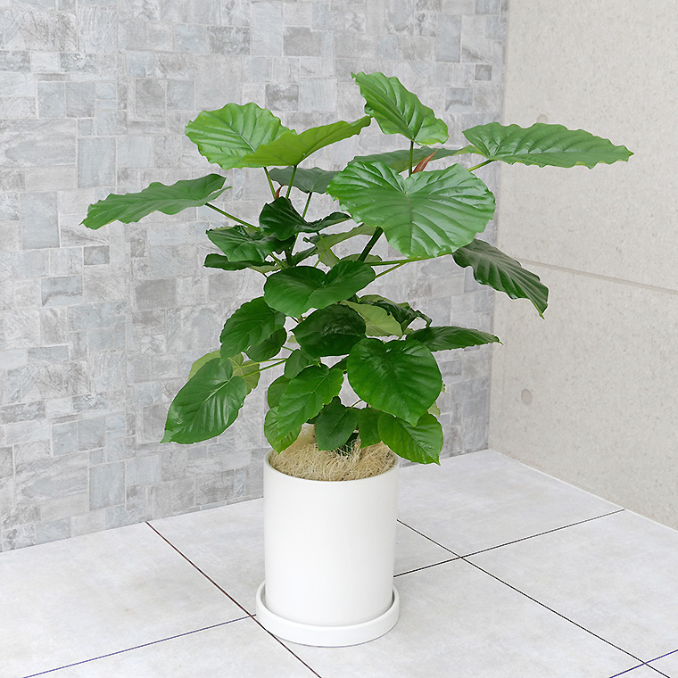 フィカス ウンベラータ 陶器鉢植え ｍサイズ マットシリーズ シリンダー 観葉植物と植木鉢の専門店cocolate