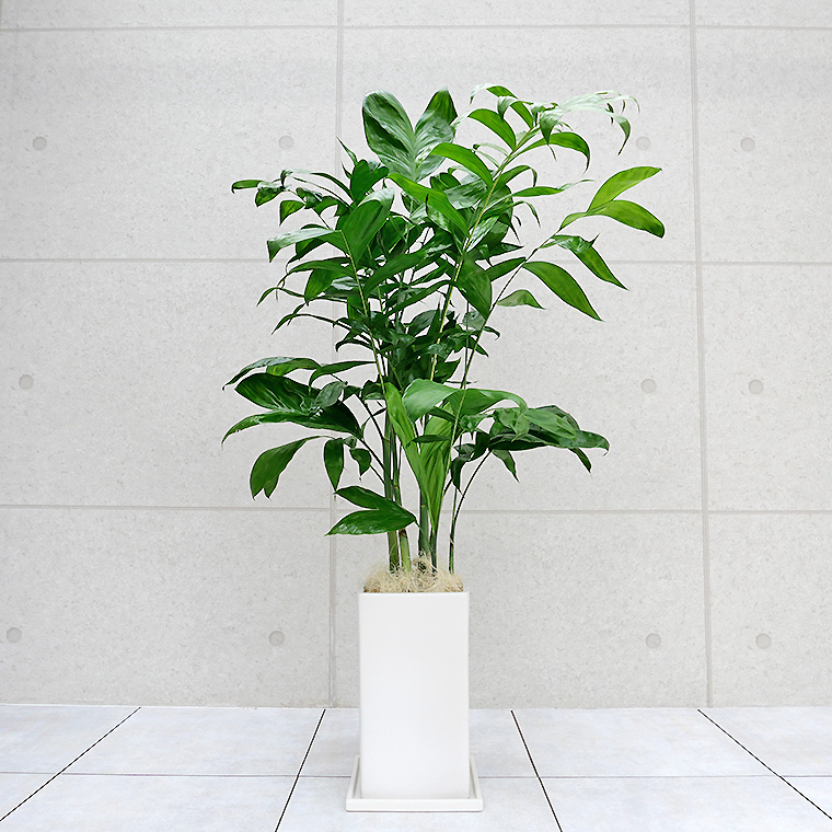 コウセイチャメドレア 陶器鉢植え・Lサイズ(マットシリーズ/プリズム)