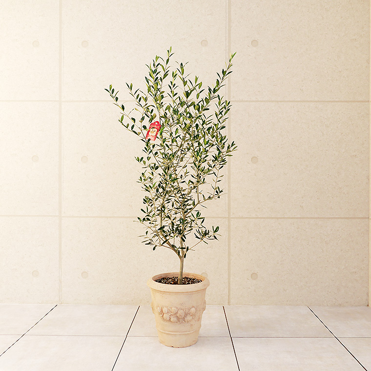 オリーブ エルグレコ 鉢植え ｌサイズ アンティコシリーズ モンテガロ 観葉植物と植木鉢の専門店cocolate