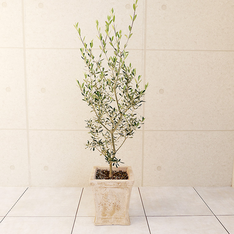 オリーブ エルグレコ 鉢植え ｌサイズ アンティコシリーズ ローレルスクエア 観葉植物と植木鉢の専門店cocolate