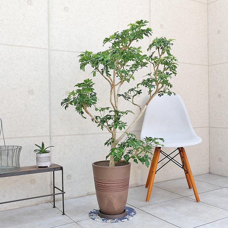 シェフレラ・レナータ（金魚葉ホンコン）-004 樹脂製鉢植え（11VH25