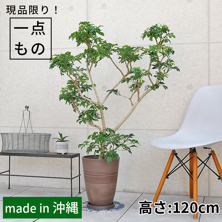 シェフレラ・レナータ（金魚葉ホンコン）-004 樹脂製鉢植え（11VH25