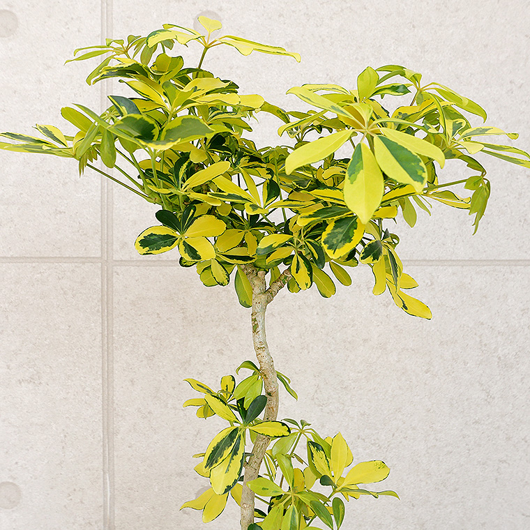 シェフレラ・ハッピーイエロー 陶器鉢植え(テビーシリーズ)