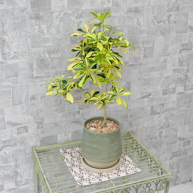 シェフレラ ハッピーイエロー 陶器鉢植え テビーシリーズ 観葉植物と植木鉢の専門店cocolate