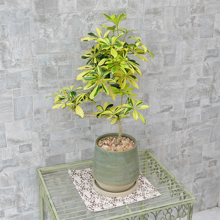 シェフレラ ハッピーイエロー 陶器鉢植え テビーシリーズ 観葉植物と植木鉢の専門店cocolate シェフレラ ハッピーイエロー 陶器鉢植え テビーシリーズ 観葉植物と植木鉢の専門店cocolate
