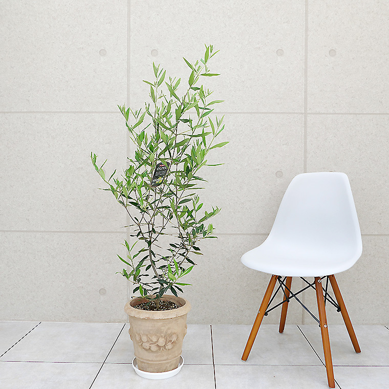 オリーブ ヒナカゼ 鉢植え ｌサイズ アンティコシリーズ モンテガロ 観葉植物と植木鉢の専門店cocolate