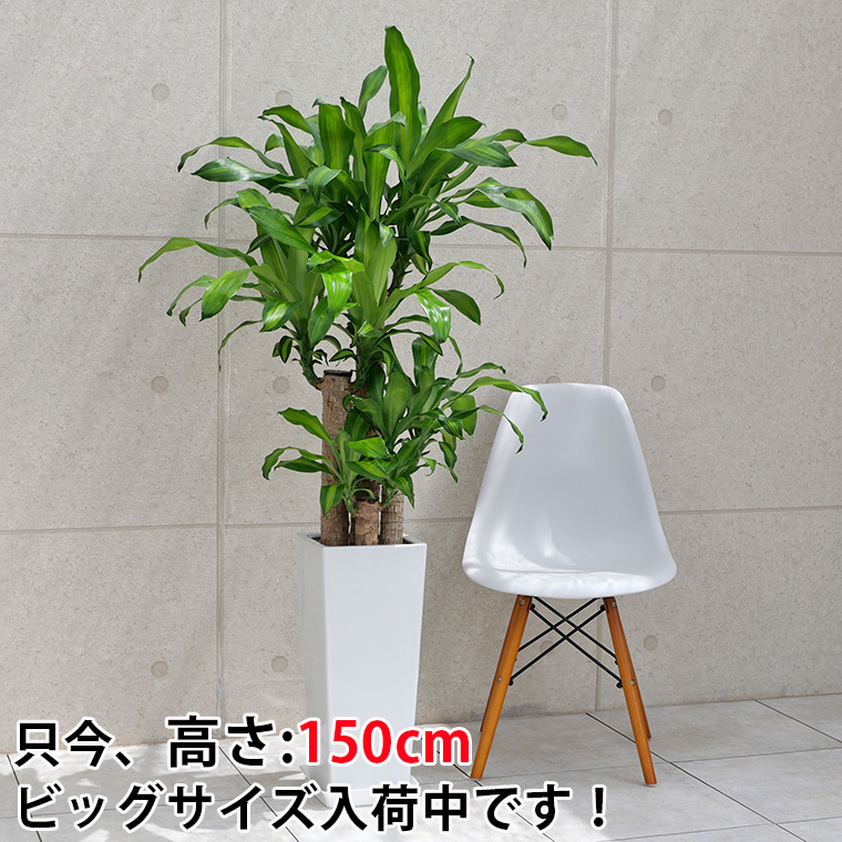 ドラセナマッサン(幸福の木) 陶器鉢植え・Lサイズ