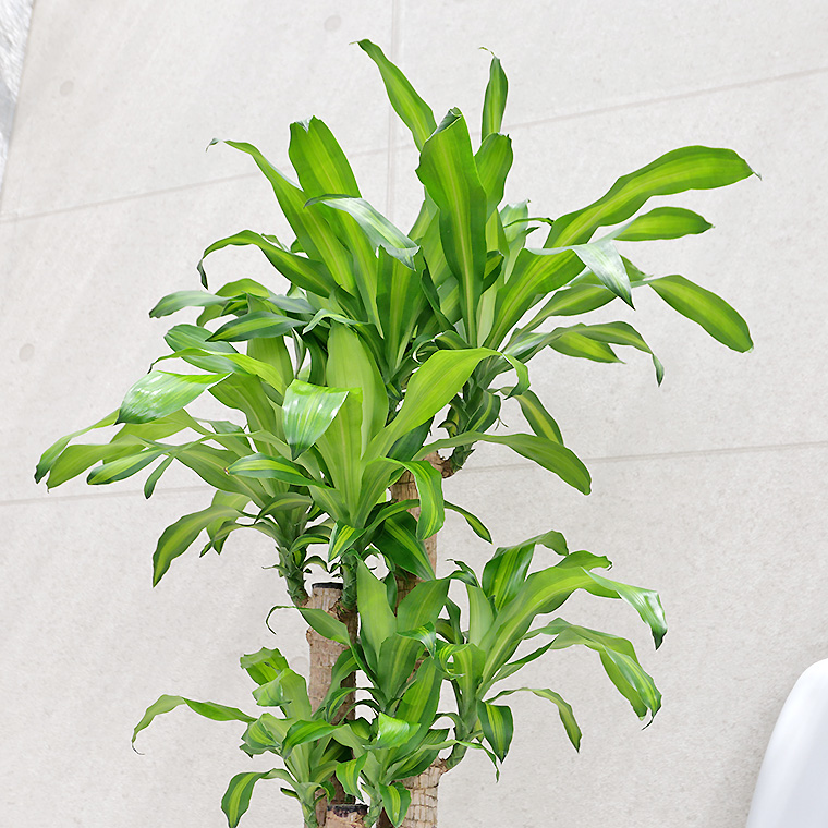 ドラセナマッサン(幸福の木) 陶器鉢植え・Lサイズ