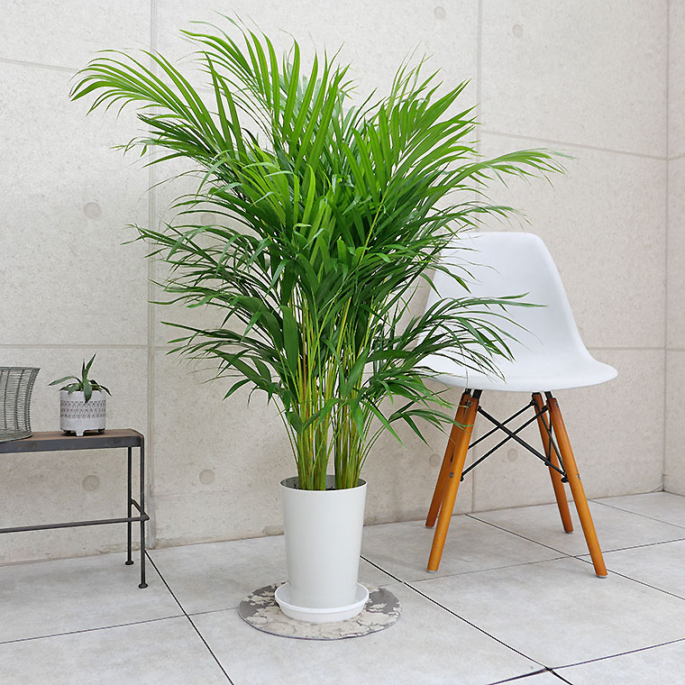 アレカヤシ arecapalm-150cm6.jpg?v=