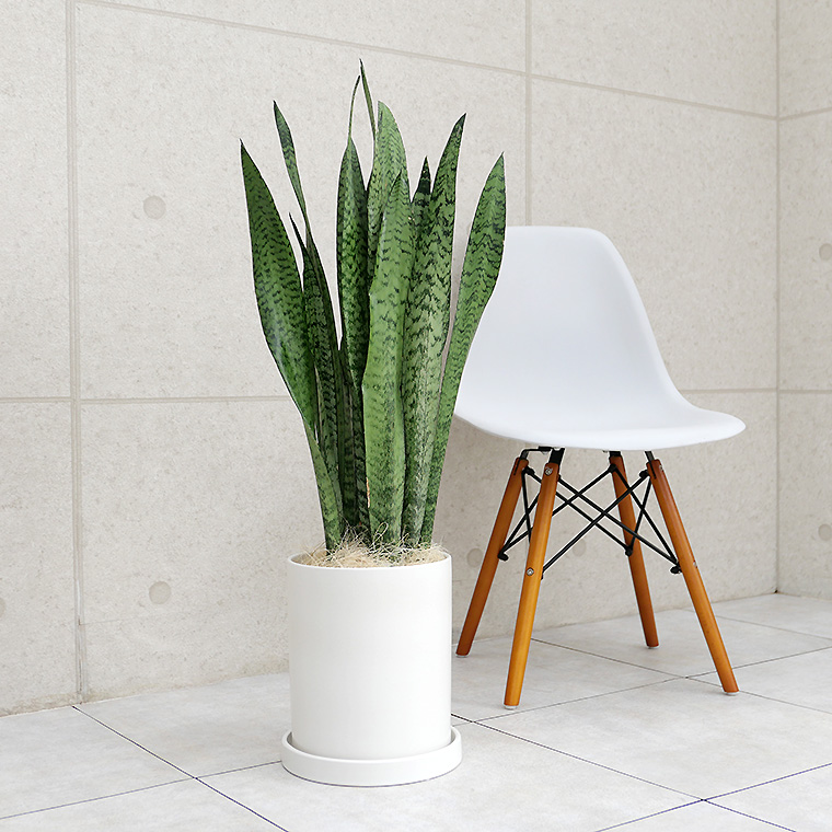 サンスベリア ゼラニカ 陶器鉢植え ｍサイズ マットシリーズ シリンダー 観葉植物と植木鉢の専門店cocolate