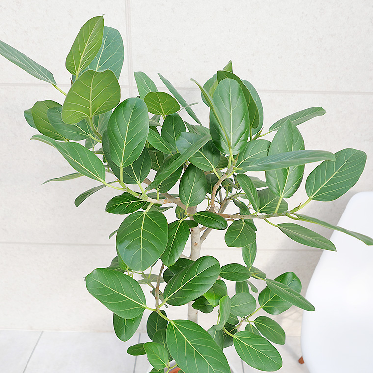 フィカス ベンガレンシス 8号鉢 観葉植物と植木鉢の専門店cocolate