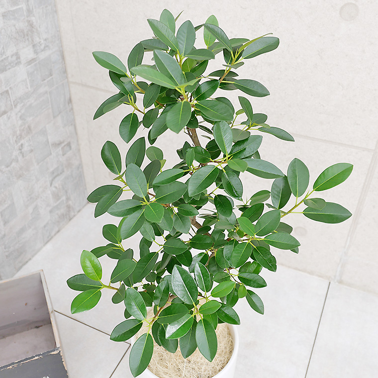 フランスゴム 陶器鉢植え・Mサイズ(マットシリーズ/シリンダー)