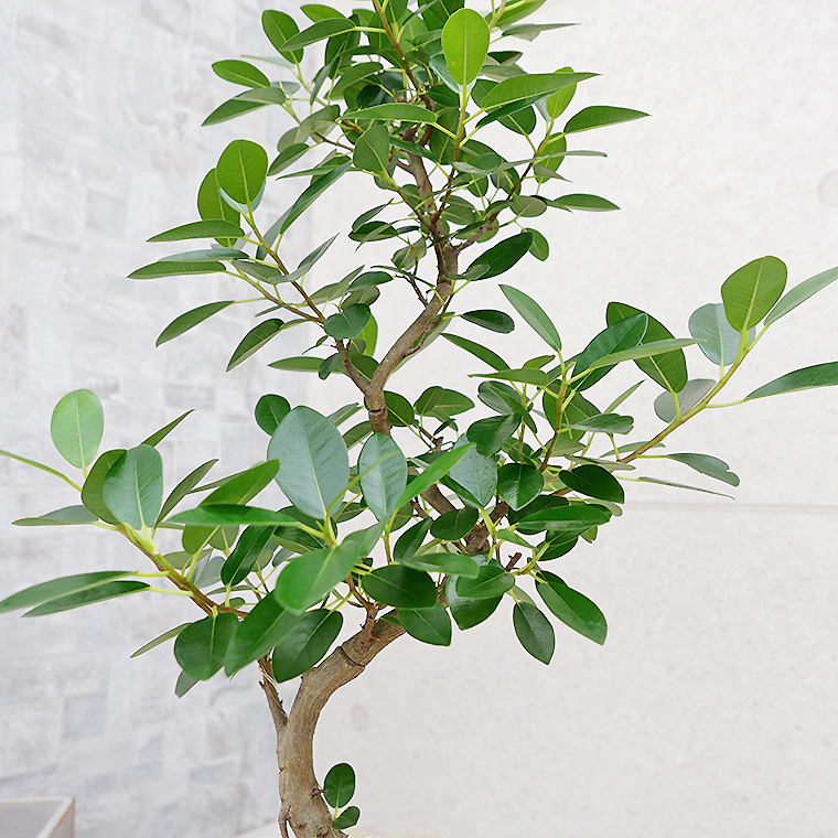 フランスゴム 陶器鉢植え・Mサイズ(マットシリーズ/シリンダー)