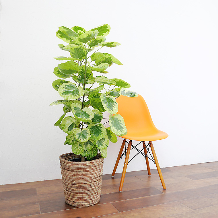 ポリシャス フリスビー キラメキ 8号鉢 観葉植物と植木鉢の専門店cocolate