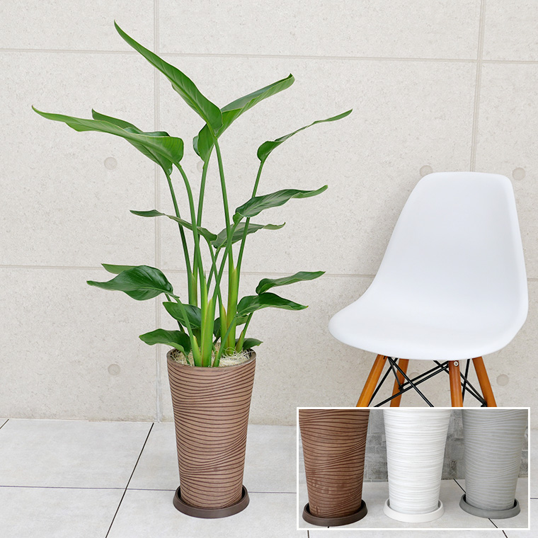 オーガスタ 樹脂製鉢植え(12AH22)