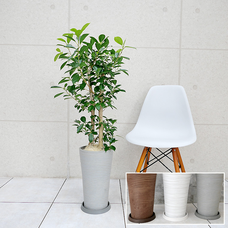 ガジュマル 樹脂製鉢植え(12AH22)