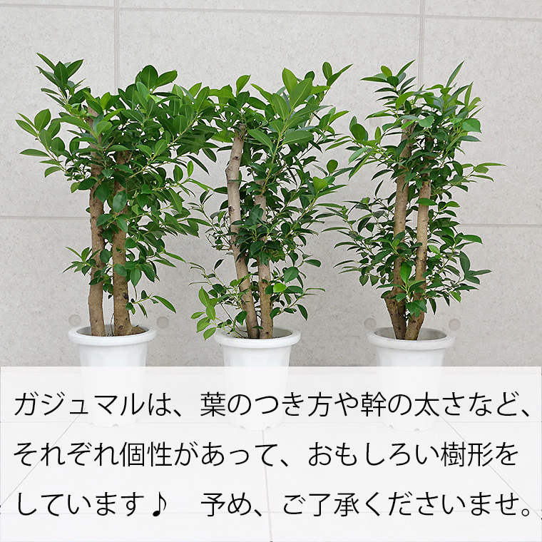 ガジュマル 個体差