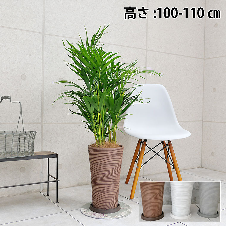 スーパーアレカヤシ 樹脂製鉢植え(12AH22)