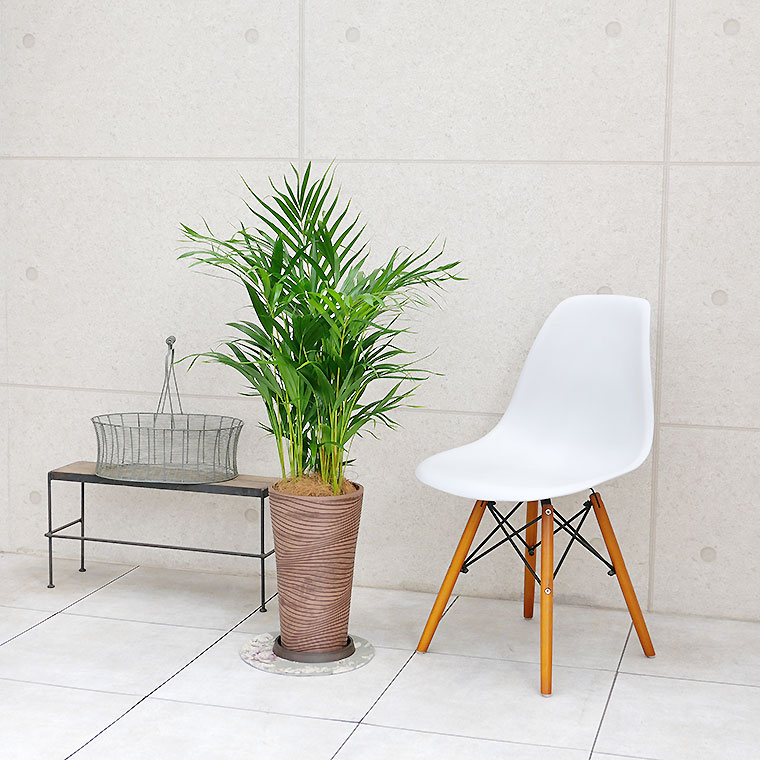 スーパーアレカヤシ 樹脂製鉢植え(12AH22)