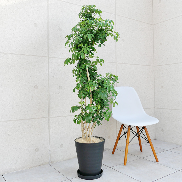 シェフレラ レナータ 金魚葉ホンコン 10号セラート鉢 観葉植物と植木鉢の専門店cocolate シェフレラ レナータ 金魚葉ホンコン 10号セラート鉢 観葉植物と植木鉢の専門店cocolate