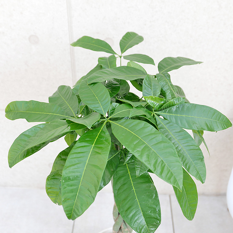 パキラ 陶器鉢植え・Mサイズ(マットシリーズ/シリンダー)