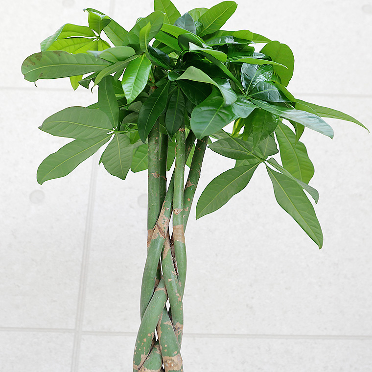 パキラ 陶器鉢植え・Mサイズ(フロウ/トール)