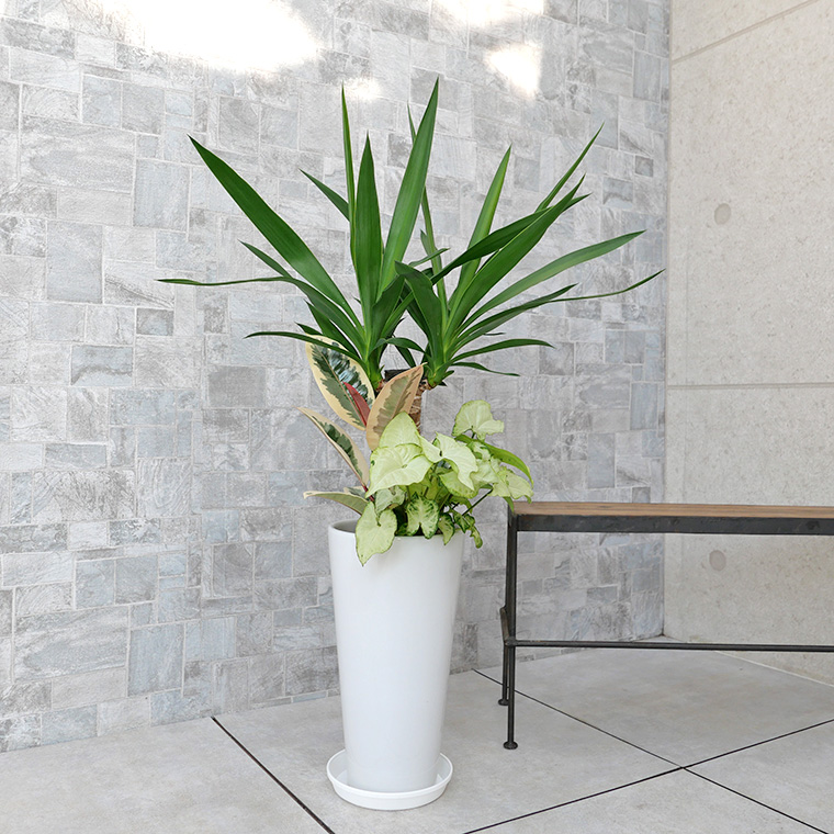 10月再販予定 ユッカ 青年の木 の寄せ植え 陶器鉢植え Sサイズ 観葉植物と植木鉢の専門店cocolate
